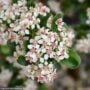 Chokeberry – Low Scape – #2 Container